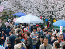 さくらまつり