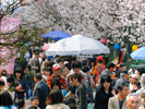 さくらまつり